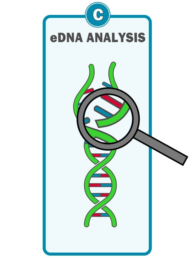 Waterra eDNA Filter - Analysis